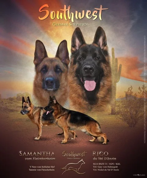 Southwest German Shepherds-Puppy Gallery (Offspring)